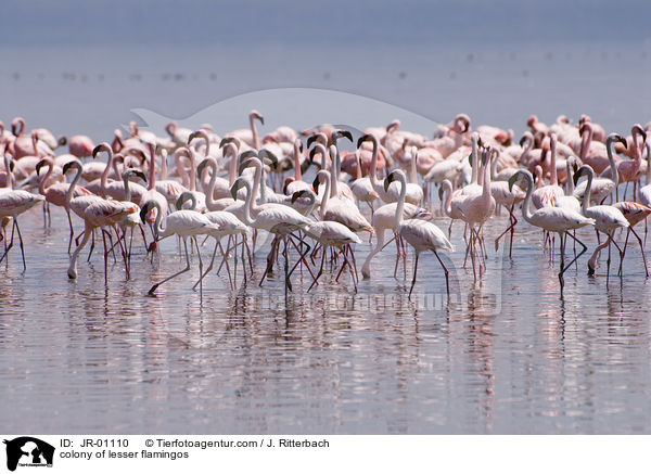 Kolonie Zwergflamingos / colonyof lesser flamingos / JR-01110